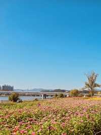 Spring Breeze: A Daytime Stroll Across Expo Bridge