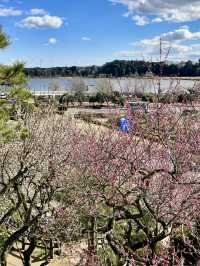 Spring Blossoms at Kairakuen, Mito🌸