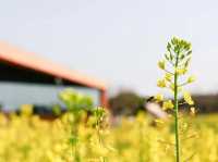 Discoger Majiabang Rapeseed Flowers