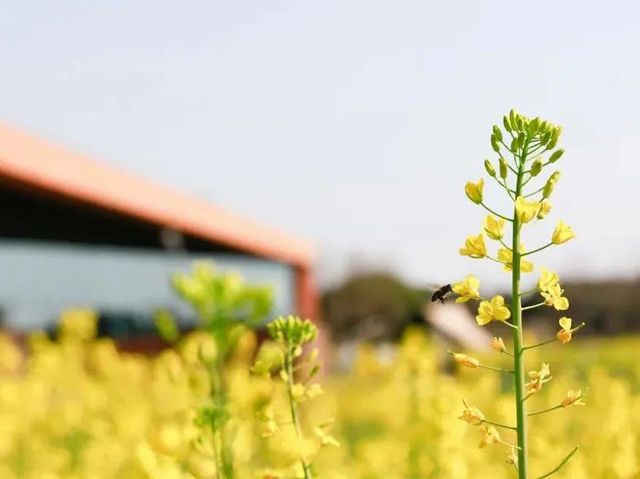 Discoger Majiabang Rapeseed Flowers