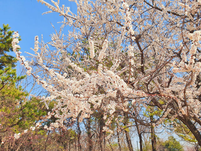 🌸서울 근교, 고양시 덕양구 지도공원 봄여행 장소 추천🌸