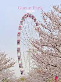  ไปนั่งปิกนิกท่ามกลางซากุระกับอากาศหนาวเย็น
