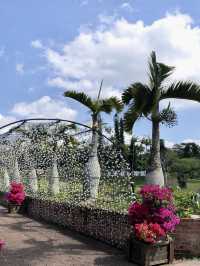 Bougainvillea in Full Bloom at Southeast Botanical Gardens 