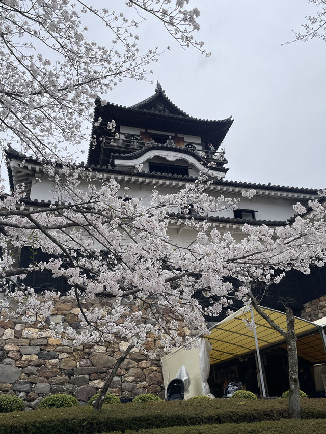 일본의 성과 벚꽃 투어 여행🌸🌸