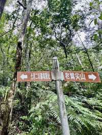 內溝山探訪阿凡達的生命之樹