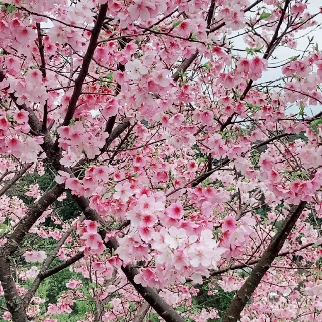 台北貓空春季賞櫻輕縱走推薦。