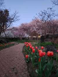 벚꽃과 노을 사이, 제주 신산공원에서 잠시 멈춘 시간🌸🌅