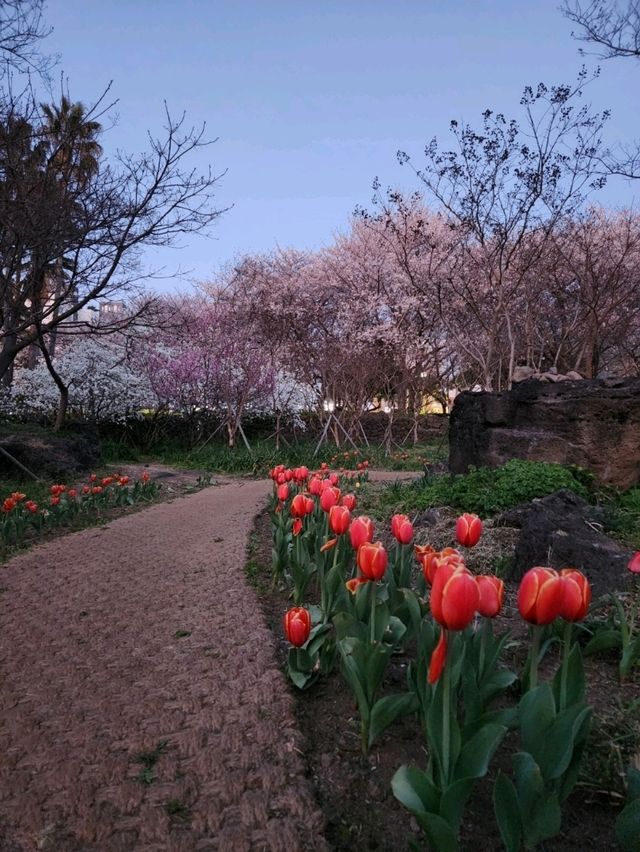 벚꽃과 노을 사이, 제주 신산공원에서 잠시 멈춘 시간🌸🌅