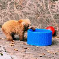 パンダにも会える！癒しと発見が詰まった広大な動物園🐼🌳