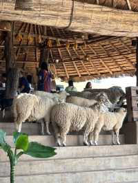 🇹🇭치앙라이에서 힐링 한모금, Akha FarmVille🇹🇭