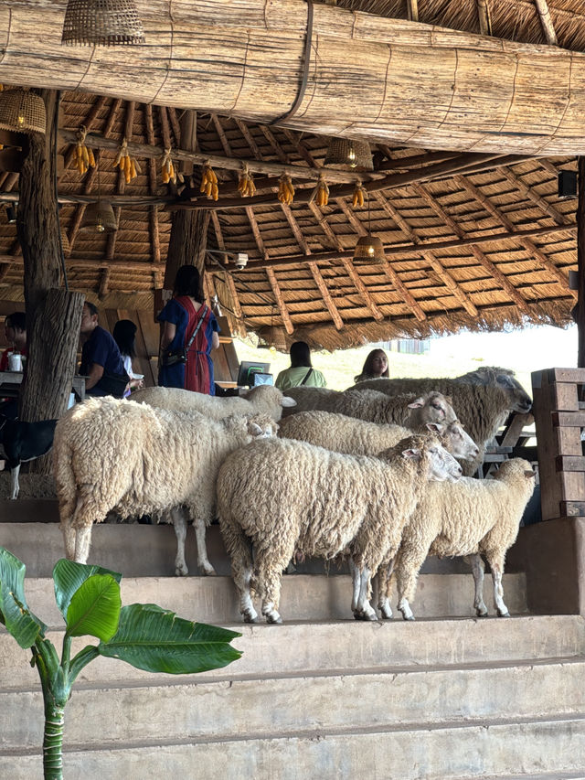 🇹🇭치앙라이에서 힐링 한모금, Akha FarmVille🇹🇭