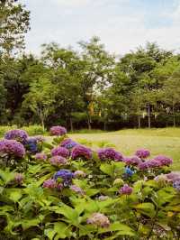 Finding Spring's Quiet Corners: Relaxation in Maeheon's Natural Haven 