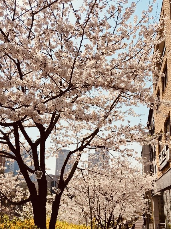 A Sweet Spring Escape: Cherry Blossoms and Cafe Delights in Gwanggyo 