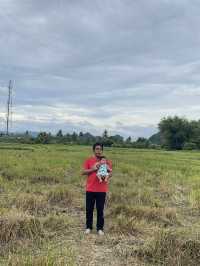 Travel to Perlis to Eat Expensive Harum Manis Mango in Malaysia
