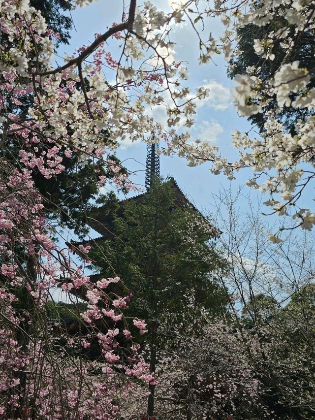 「想當一日京都人，結果當了一日賞櫻戰士。」