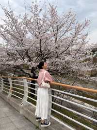 의정부 벚꽃명소 🌸 비가와도 포기 못해요