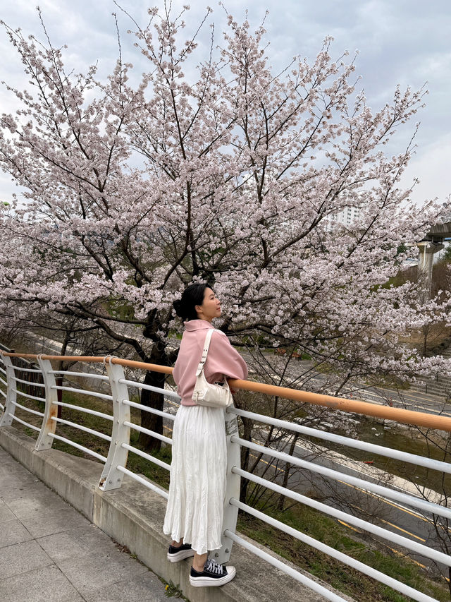 의정부 벚꽃명소 🌸 비가와도 포기 못해요
