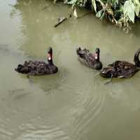 萬頃沙濕地公園（Wuyuanwan Wetland Park / Wanqingsha Wetland Park） 