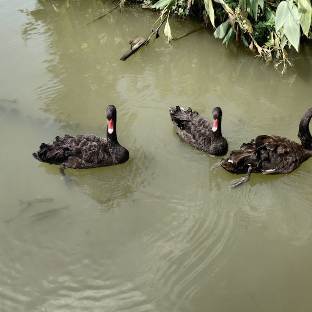 萬頃沙濕地公園（Wuyuanwan Wetland Park / Wanqingsha Wetland Park） 