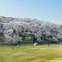 櫻花的搬運工～宇茂佐之森公園