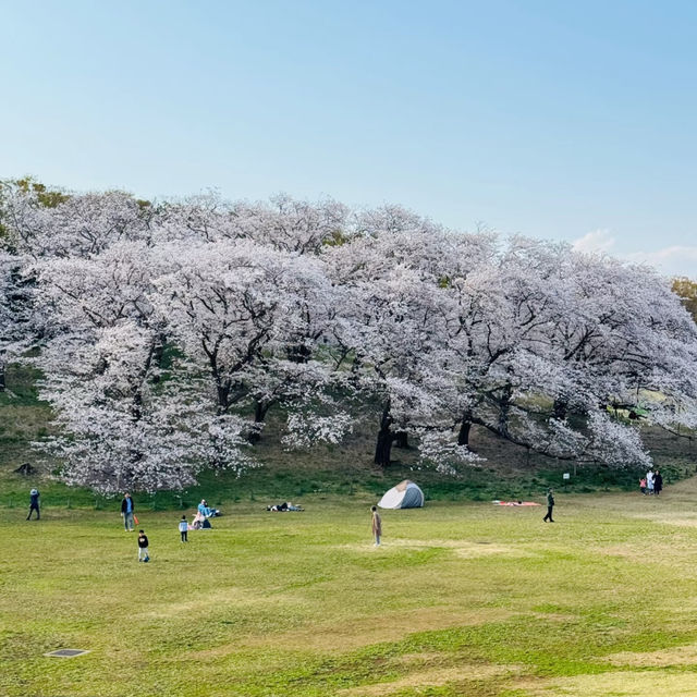 櫻花的搬運工～宇茂佐之森公園