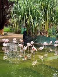 Explore Bird Lake in Kowloon Park