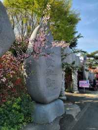 서부해당화 축제가 열리는 강진 남미륵사🩷