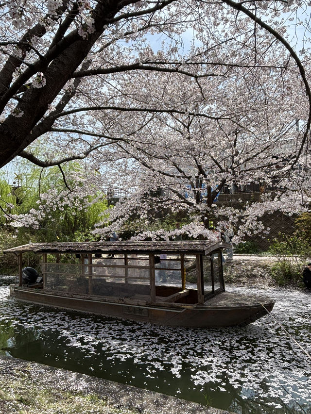 京都賞櫻之旅