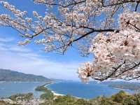 海之京都賞櫻趣，日本三景之一天橋立