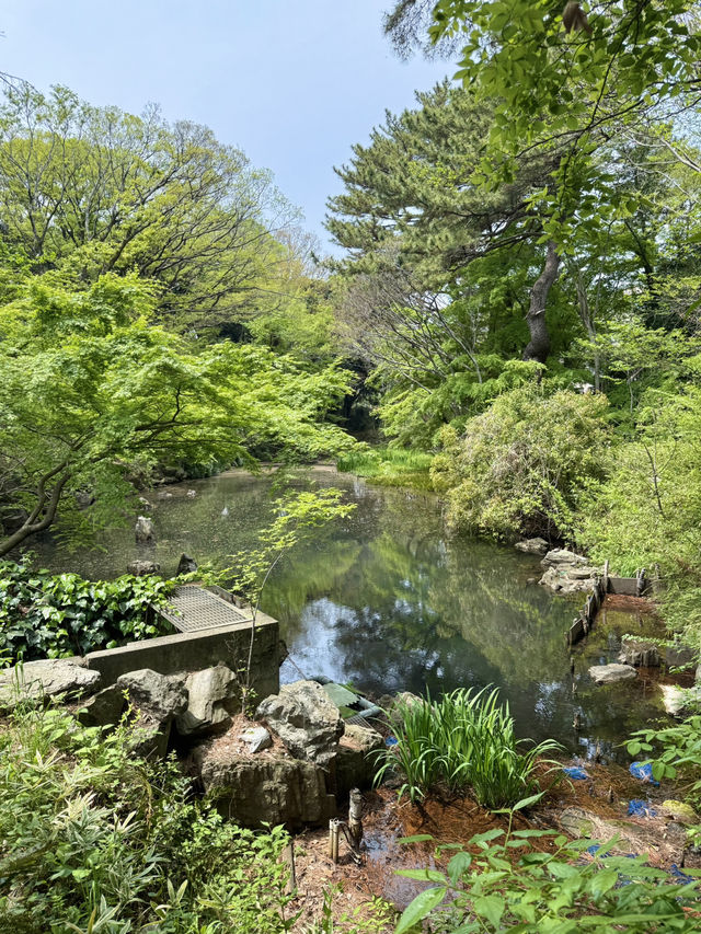 Spring Stroll at Komabano Park🌼