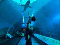 A Magical Day at S.E.A. Aquarium Singapore – Perfect for Kids and Families!