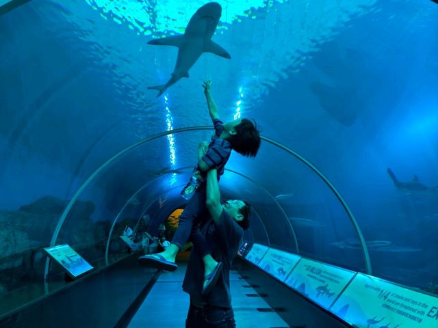 A Magical Day at S.E.A. Aquarium Singapore – Perfect for Kids and Families!