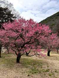 Spring Stroll Through the Timeless Beauty of Ritsurin Garden