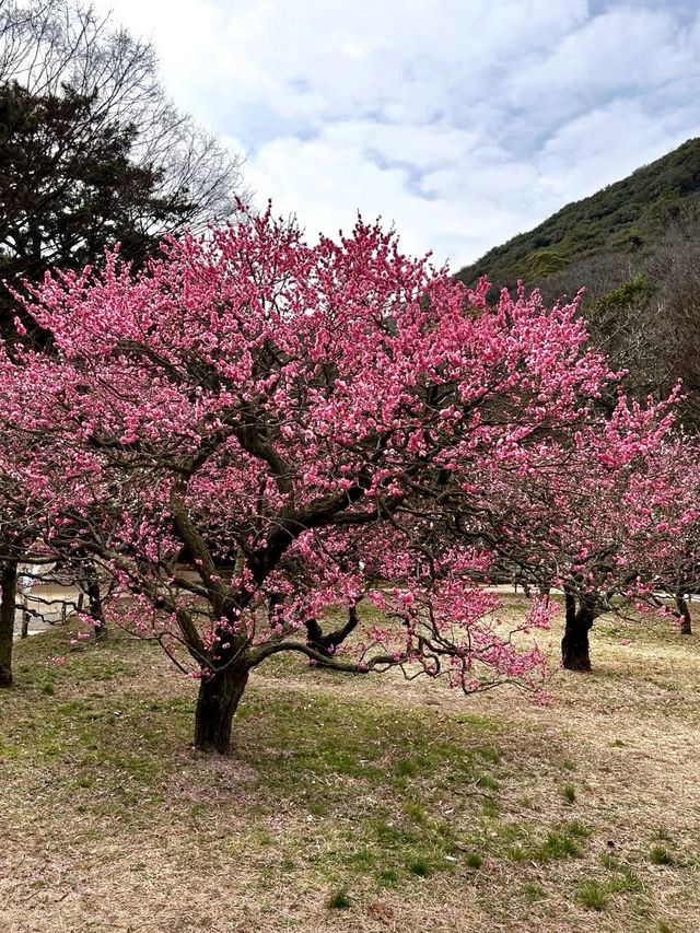 Spring Stroll Through the Timeless Beauty of Ritsurin Garden