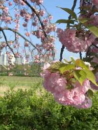 Yuseong Riverside Bloom: An April Day's Dream of Double Cherry Blossoms and Azaleas 🌸☀️