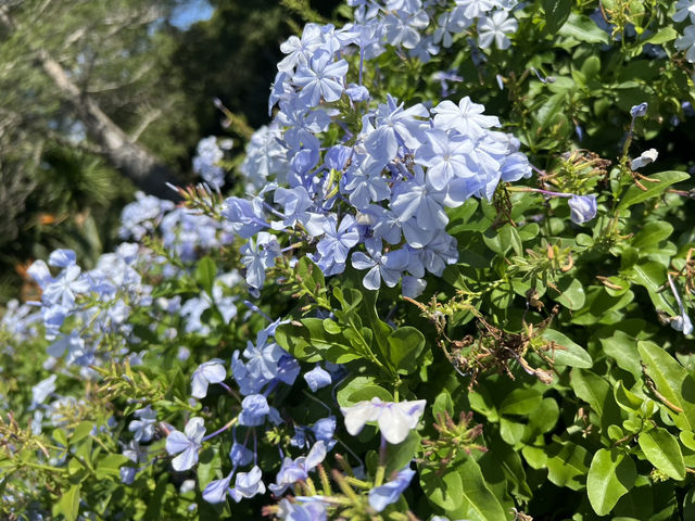 Mount Coottha Botanic garden 
