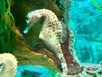 SEA LIFE 