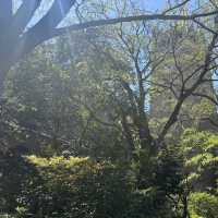 Campus in Bloom – A Serene Spring Walk Through Waseda University
