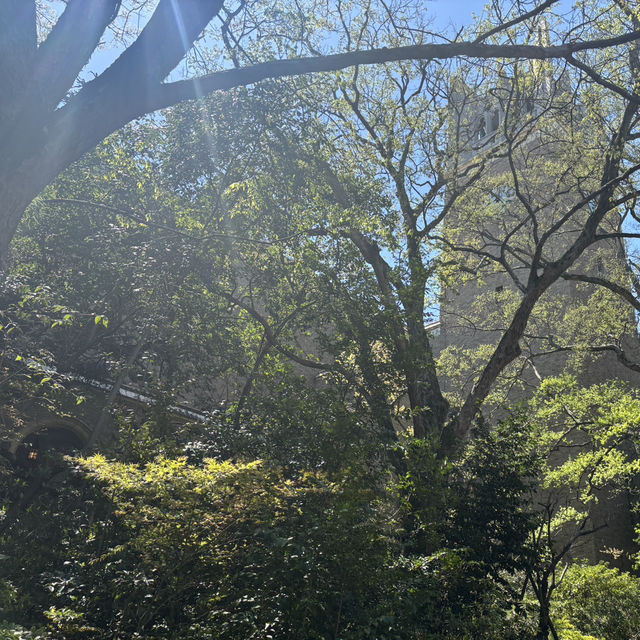 Campus in Bloom – A Serene Spring Walk Through Waseda University