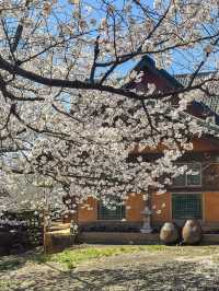 Spring's Best-Kept Secret: Hwagae’s 6km of Blossoms