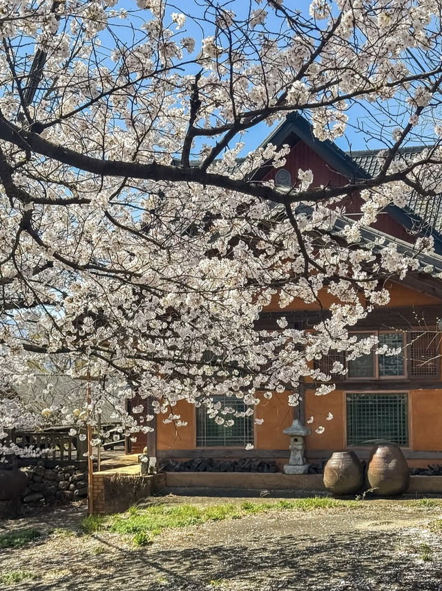 Spring's Best-Kept Secret: Hwagae’s 6km of Blossoms