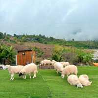 🐑 #ไร่ฟาร์มแกะ ภูทับเบิก☺️📌