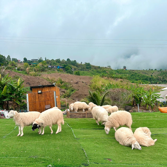 🐑 #ไร่ฟาร์มแกะ ภูทับเบิก☺️📌