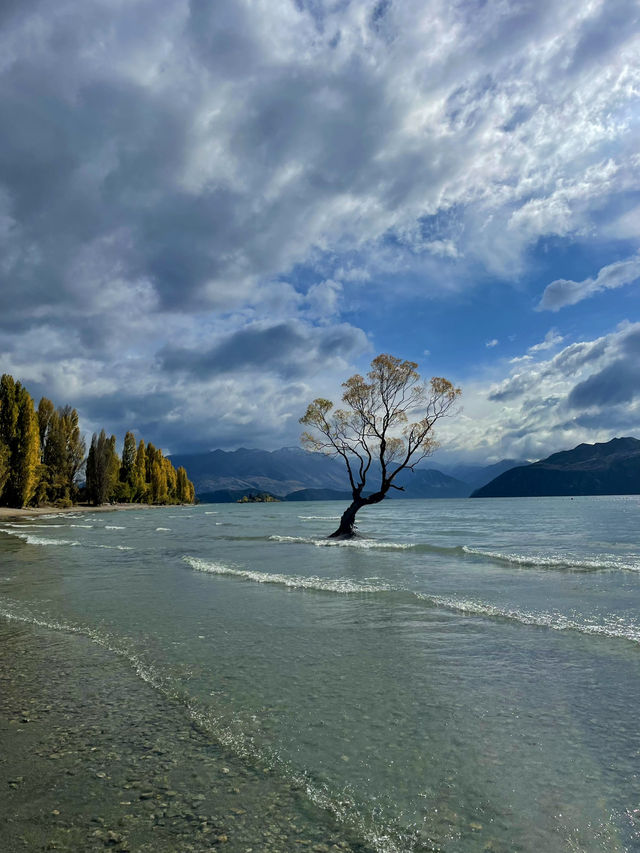 #ThatWanakaTree