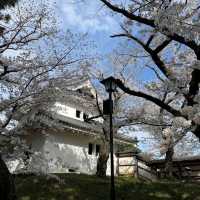 Tsuchiura Sakura Festival, Ibaraki
