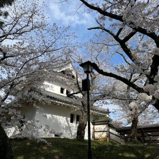 Tsuchiura Sakura Festival, Ibaraki