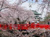 Hirosaki Castle Cherry Blossoms: Japan’s Most Magical Sakura Fairytale