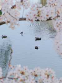 Matsumoto Castle Cherry Blossoms 🌸 