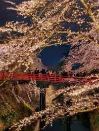 Hirosaki Nighttime Sakura Report 🌸✨