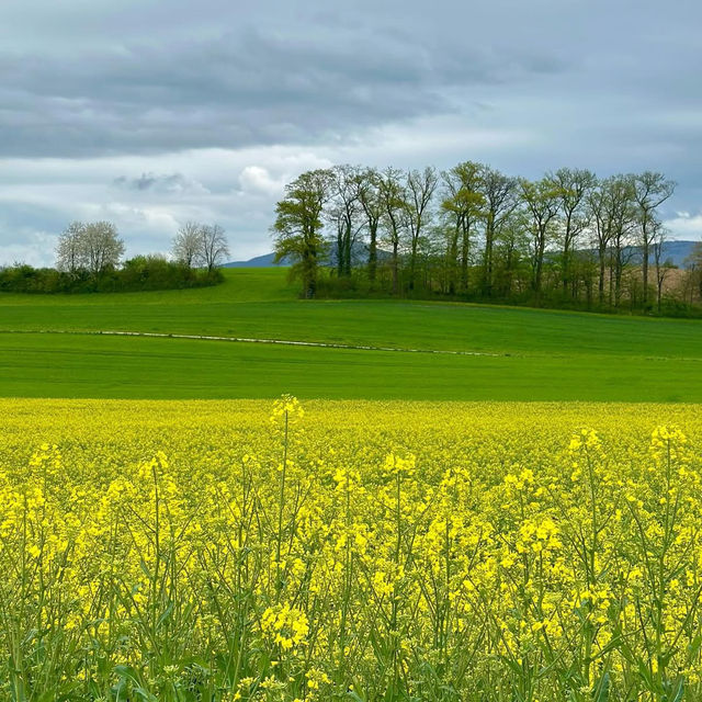 A Golden Escape: Chasing Rapeseed Blooms in La Sarraz, Switzerland